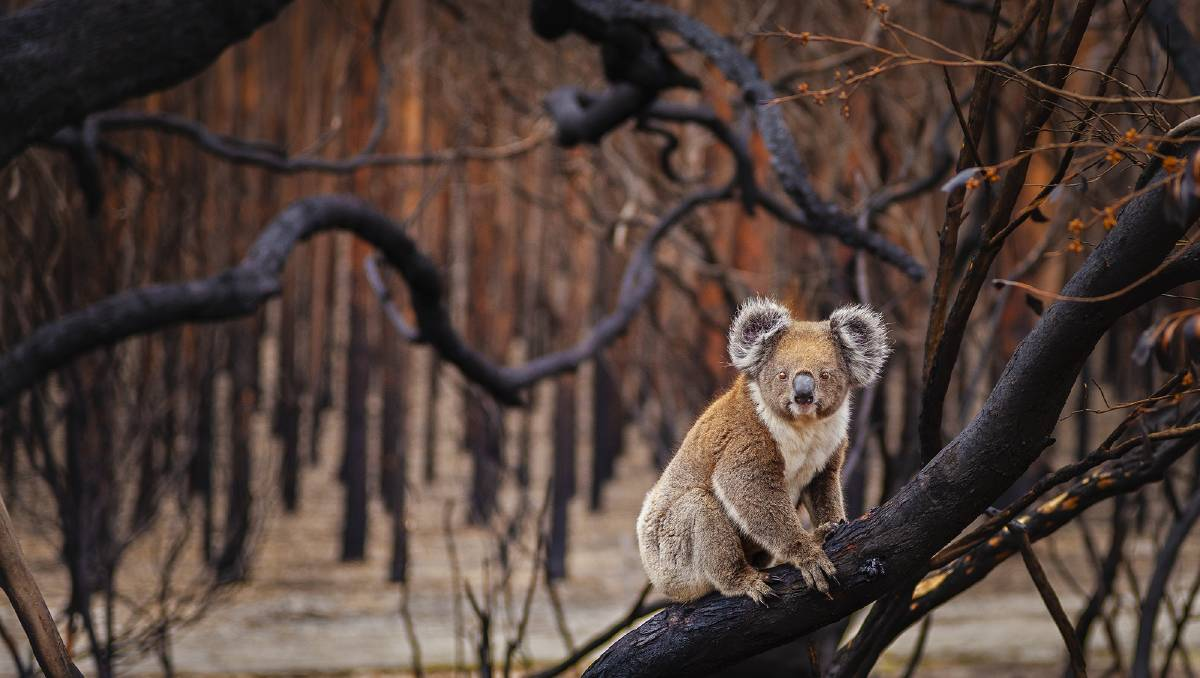 澳洲大火一年後，考拉數量暴跌71%，大量考拉慘死！專家警告：2050年將滅絕